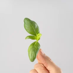 Albahaca hoja grande - Planta aromática