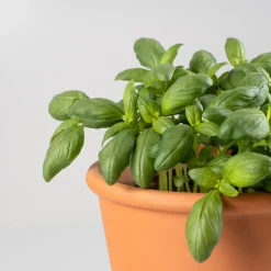 Albahaca hoja grande - Planta aromática
