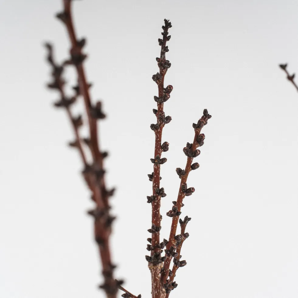 Albaricoquero 'Moniqui' (Prunus armeniaca)