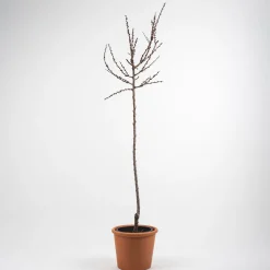 Albaricoquero 'Moniqui' (Prunus armeniaca)