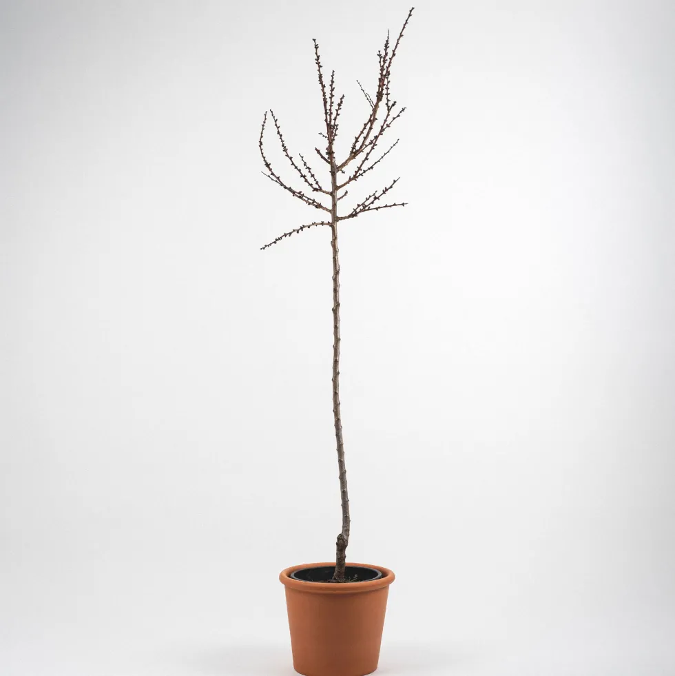 Albaricoquero 'Moniqui' (Prunus armeniaca)