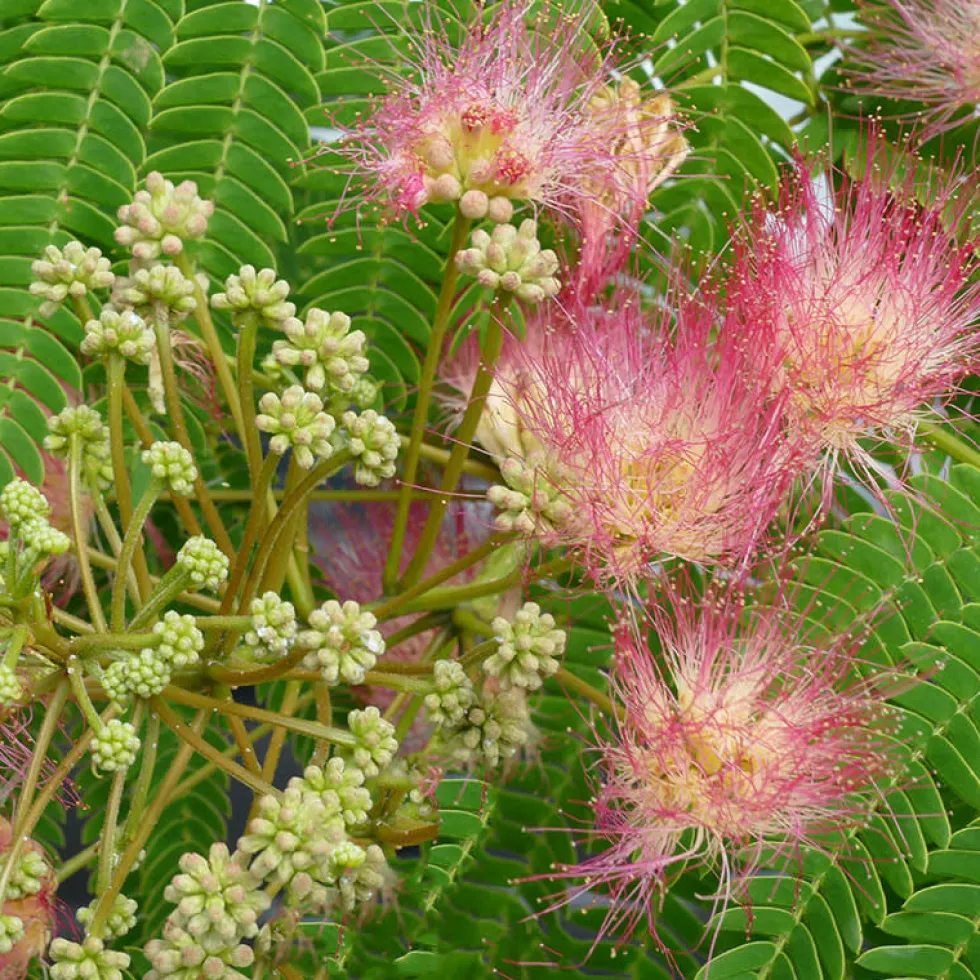 Albizia julibrissin