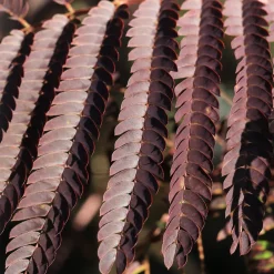 Albizia julibrissin ‘Summer Chocolate’