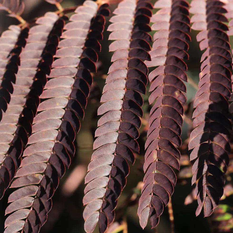 Albizia julibrissin ‘Summer Chocolate’