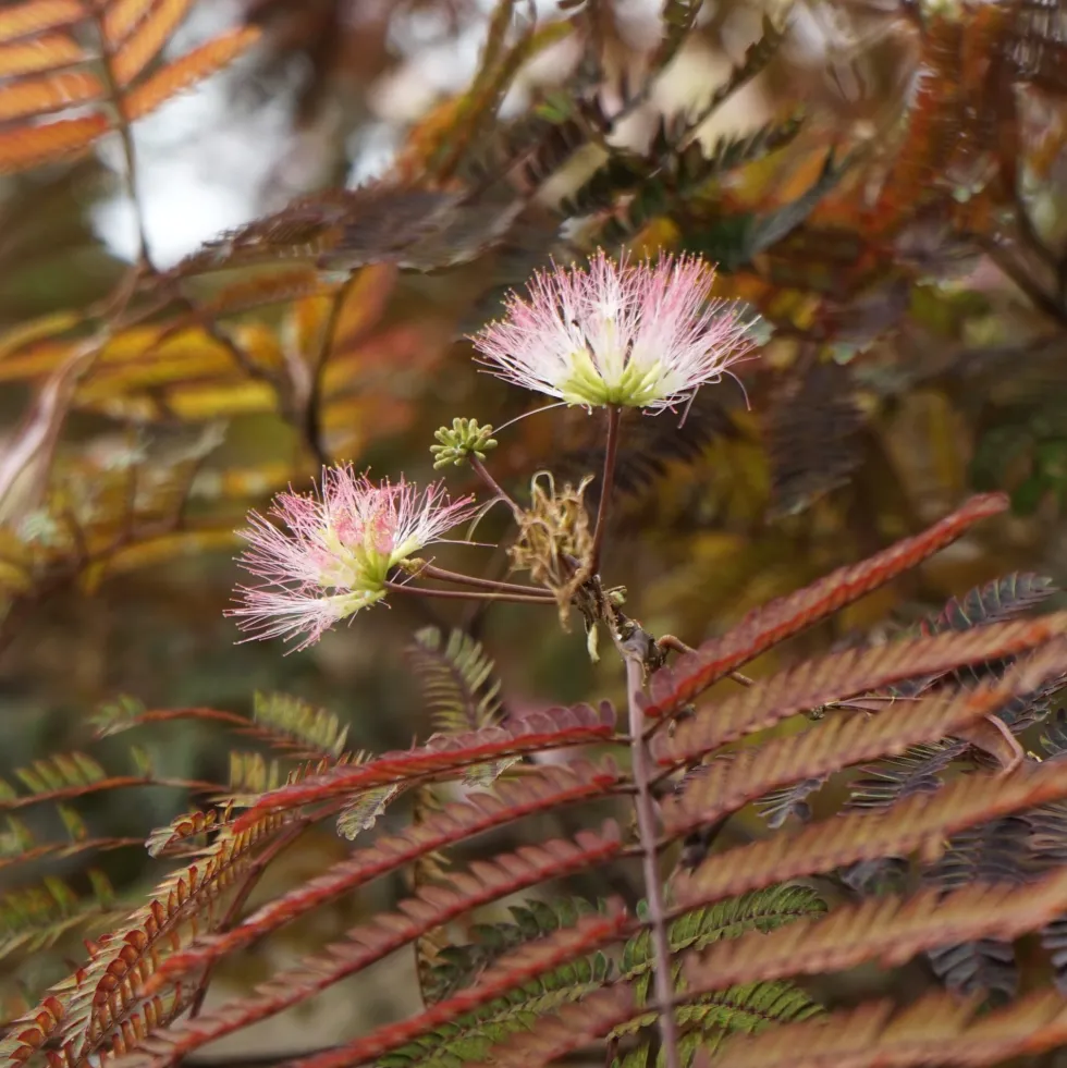Albizia julibrissin ‘Summer Chocolate’
