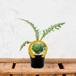 Alcachofa - Planta de huerto