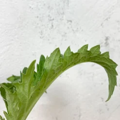 Alcachofa - Planta de huerto