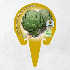 Alcachofa - Planta de huerto