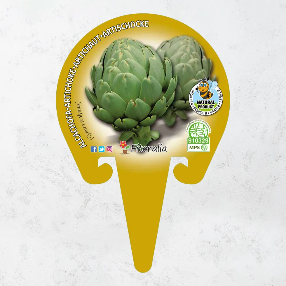 Alcachofa - Planta de huerto