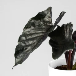 Alocasia 'Antoro Velvet'