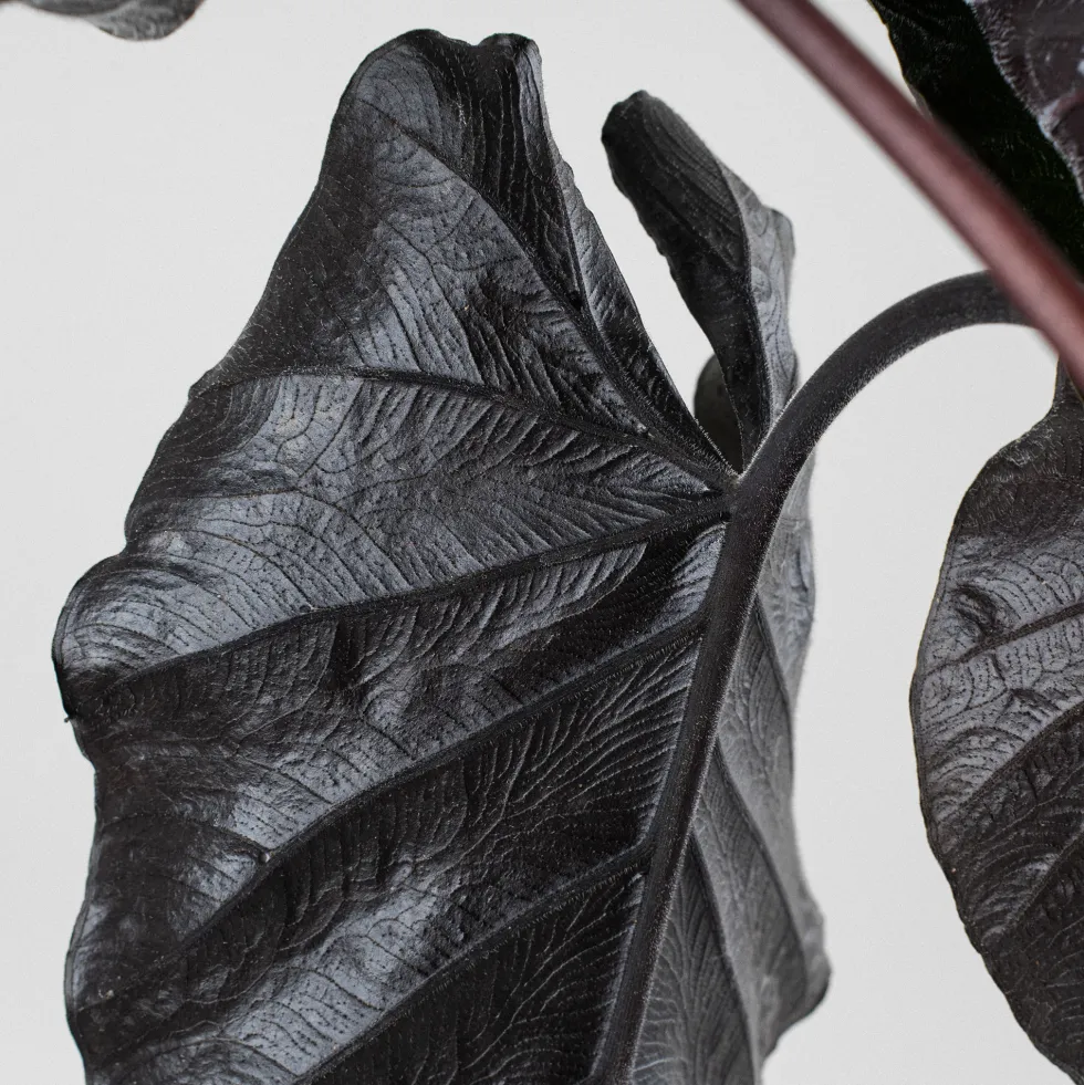 Alocasia 'Antoro Velvet'