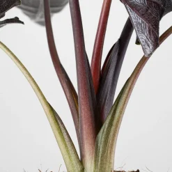 Alocasia 'Antoro Velvet'