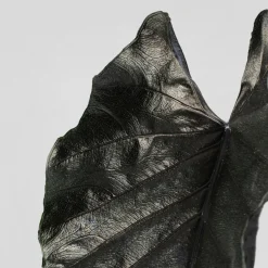 Alocasia 'Antoro Velvet'