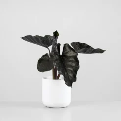 Alocasia 'Antoro Velvet'