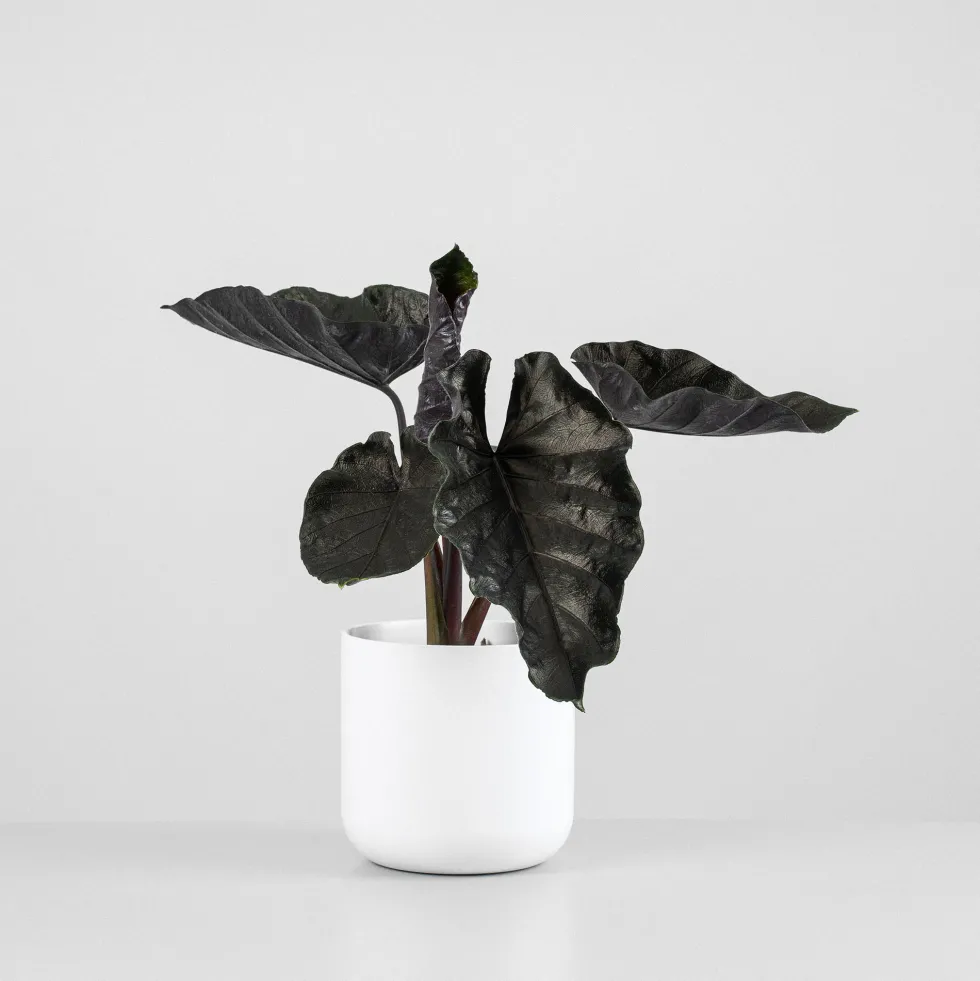 Alocasia 'Antoro Velvet'