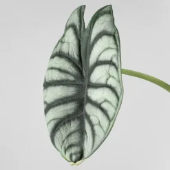 Alocasia 'Silver Dragon'