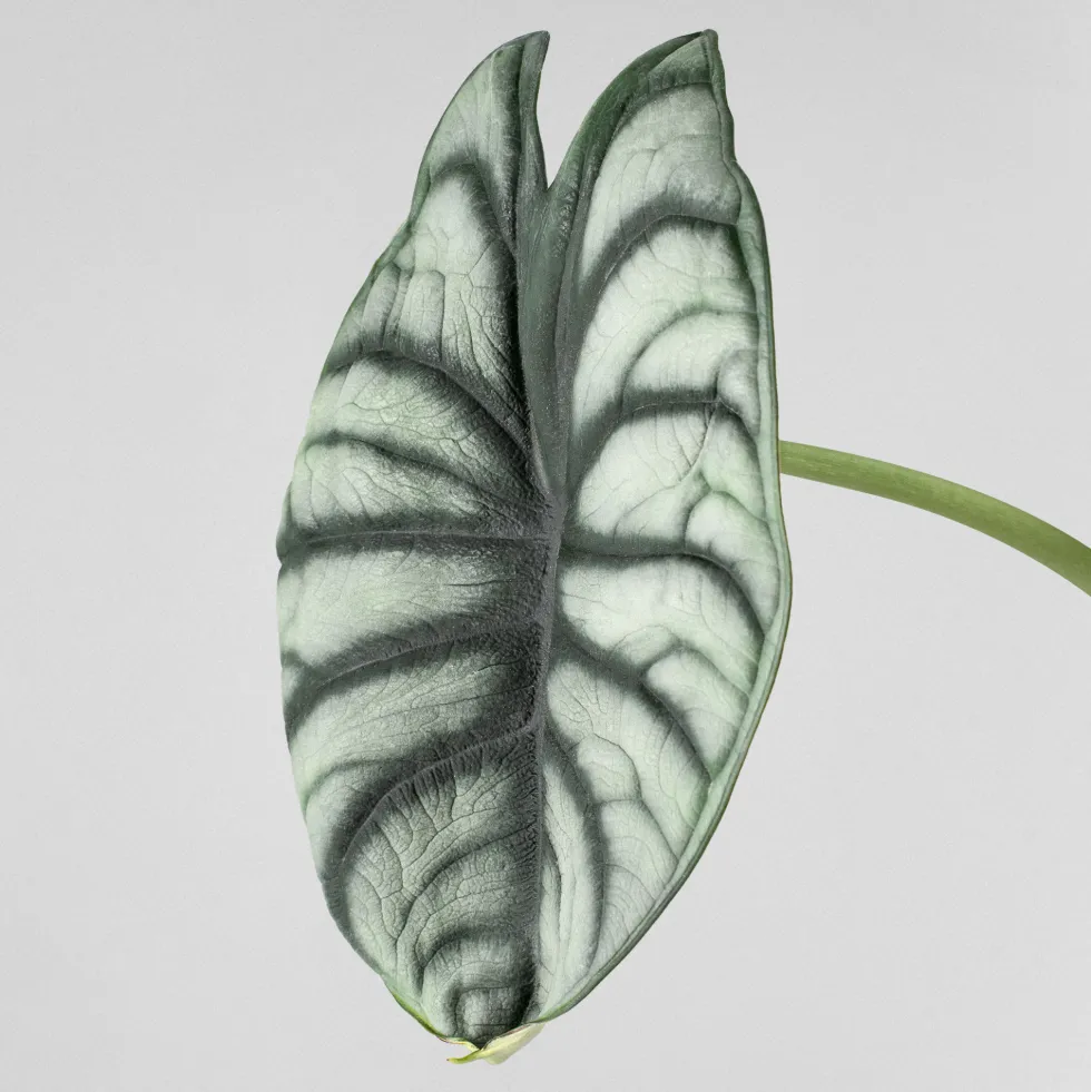 Alocasia 'Silver Dragon'