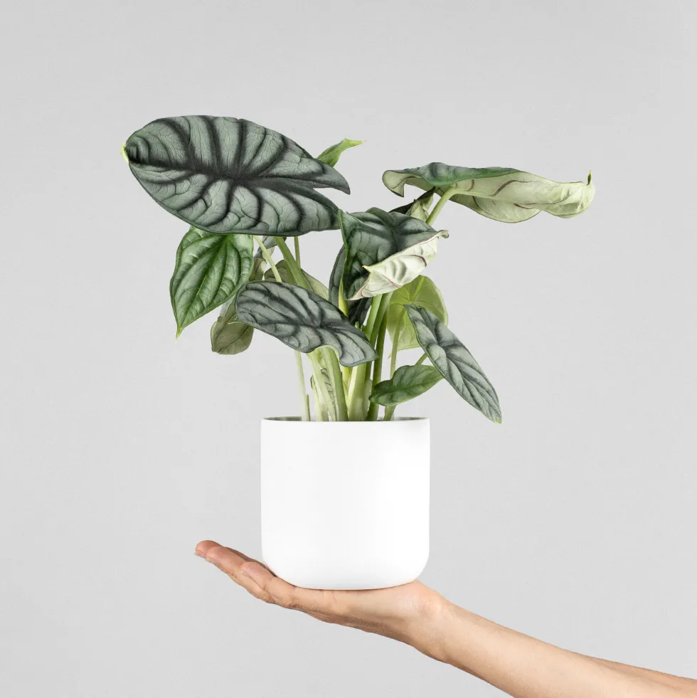 Alocasia 'Silver Dragon'