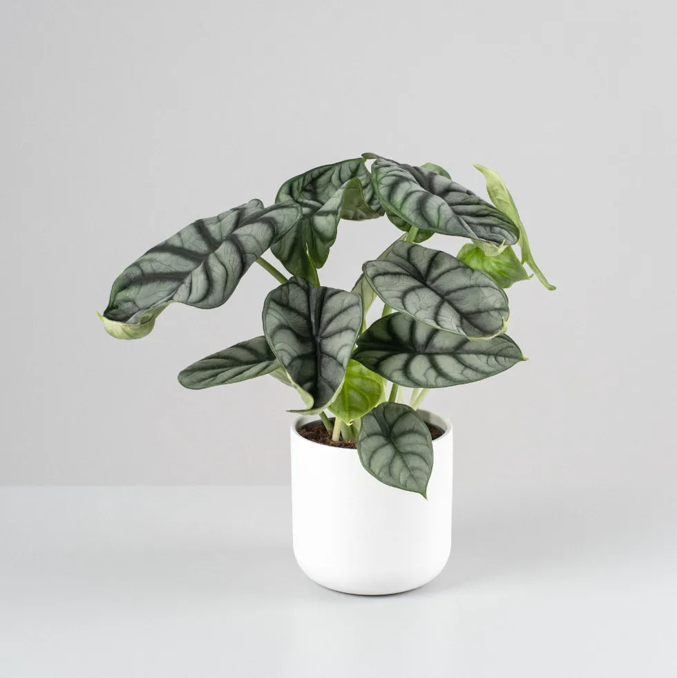 Alocasia 'Silver Dragon'