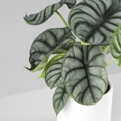 Alocasia 'Silver Dragon'