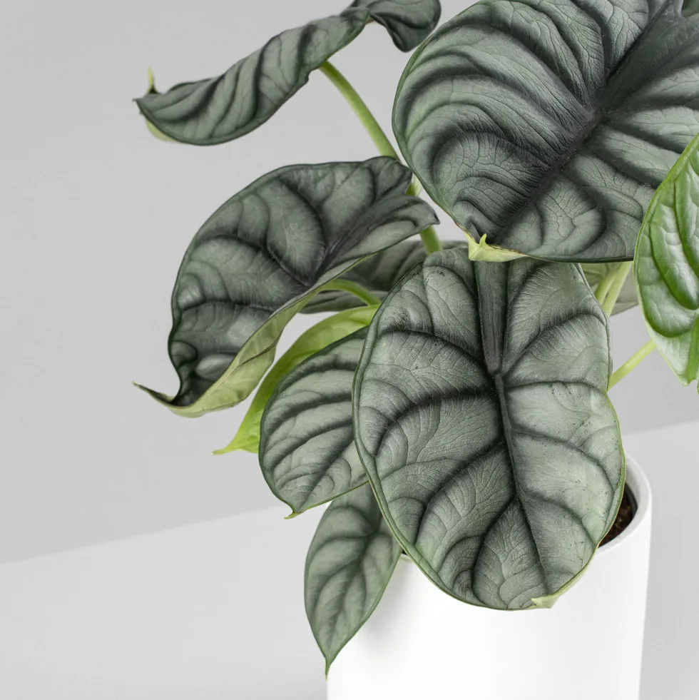 Alocasia 'Silver Dragon'