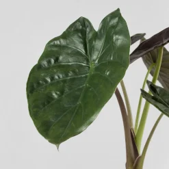 Alocasia wentii