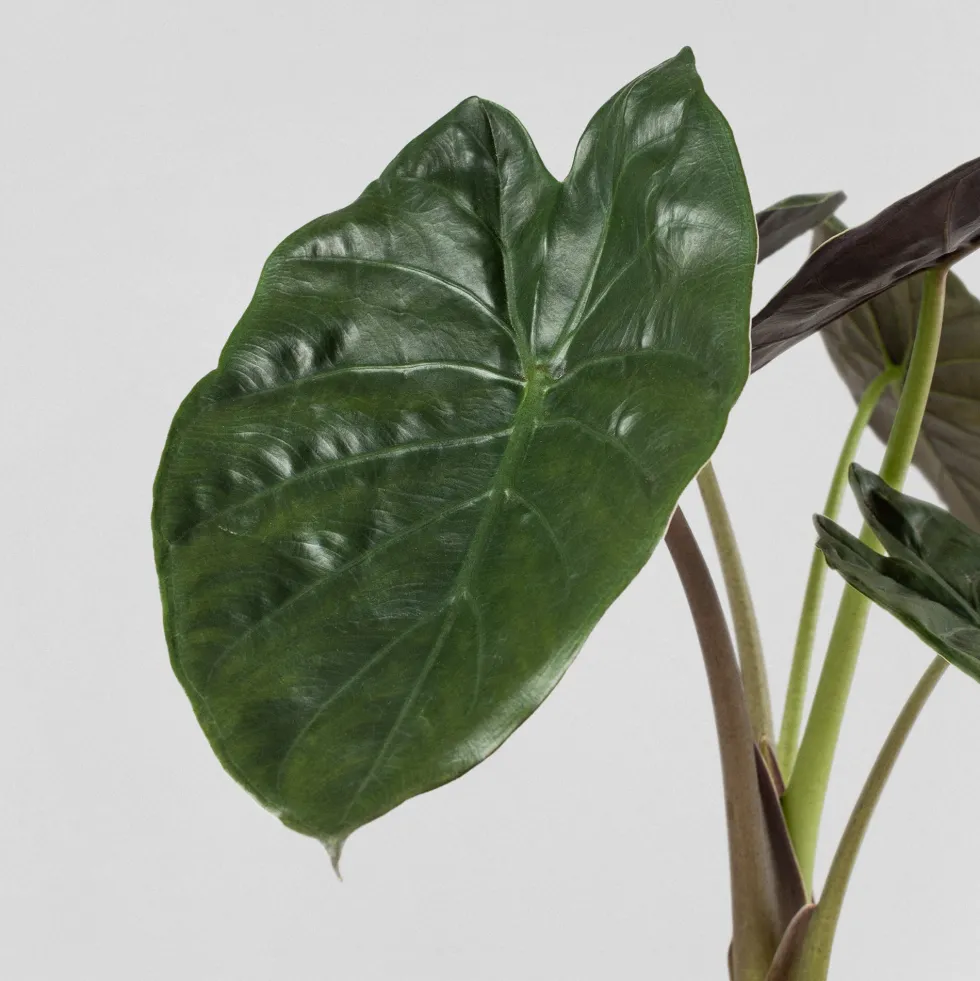 Alocasia wentii