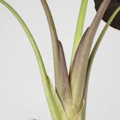 Alocasia wentii
