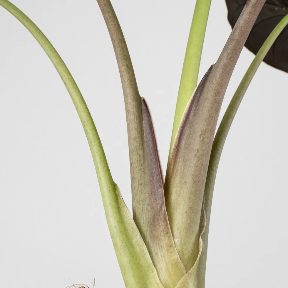 Alocasia wentii
