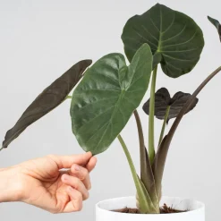 Alocasia wentii