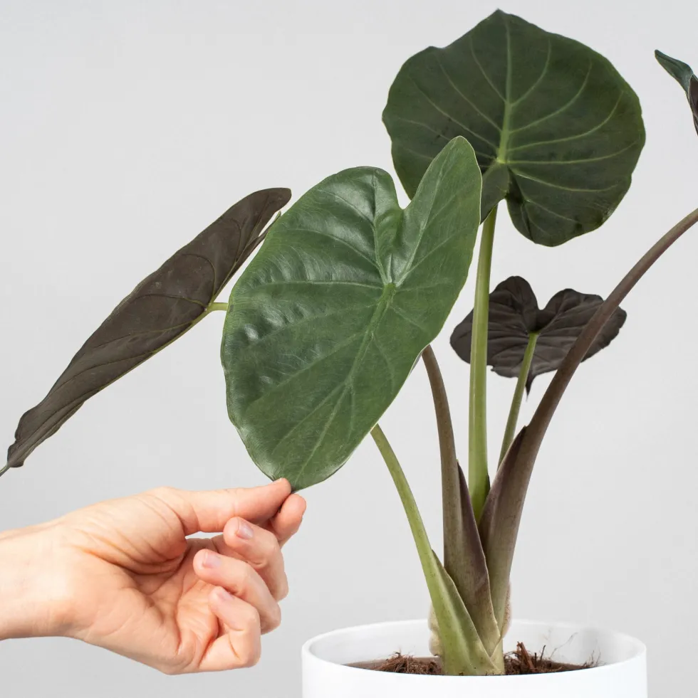 Alocasia wentii