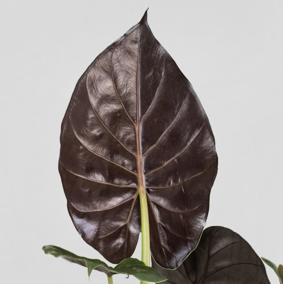 Alocasia wentii