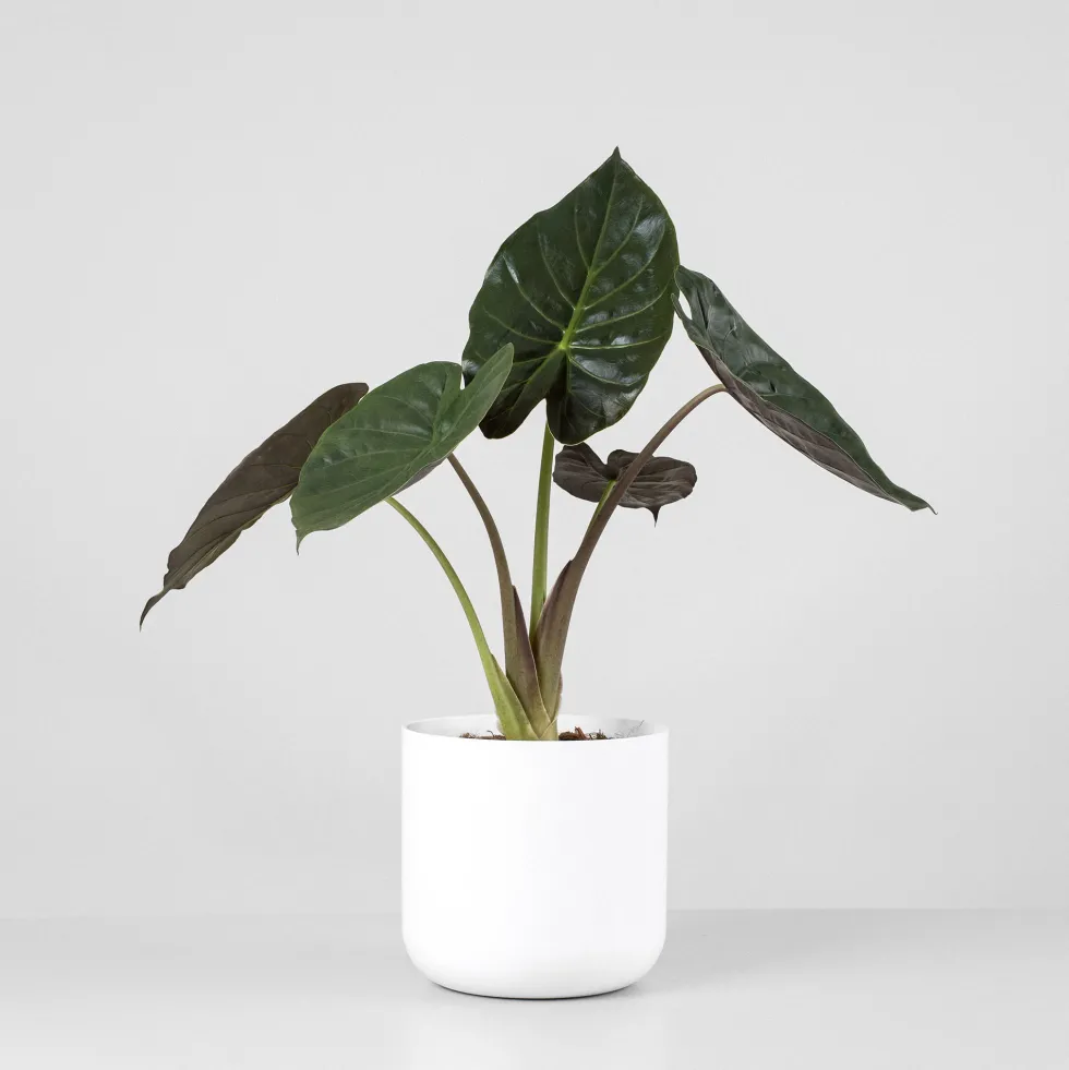 Alocasia wentii