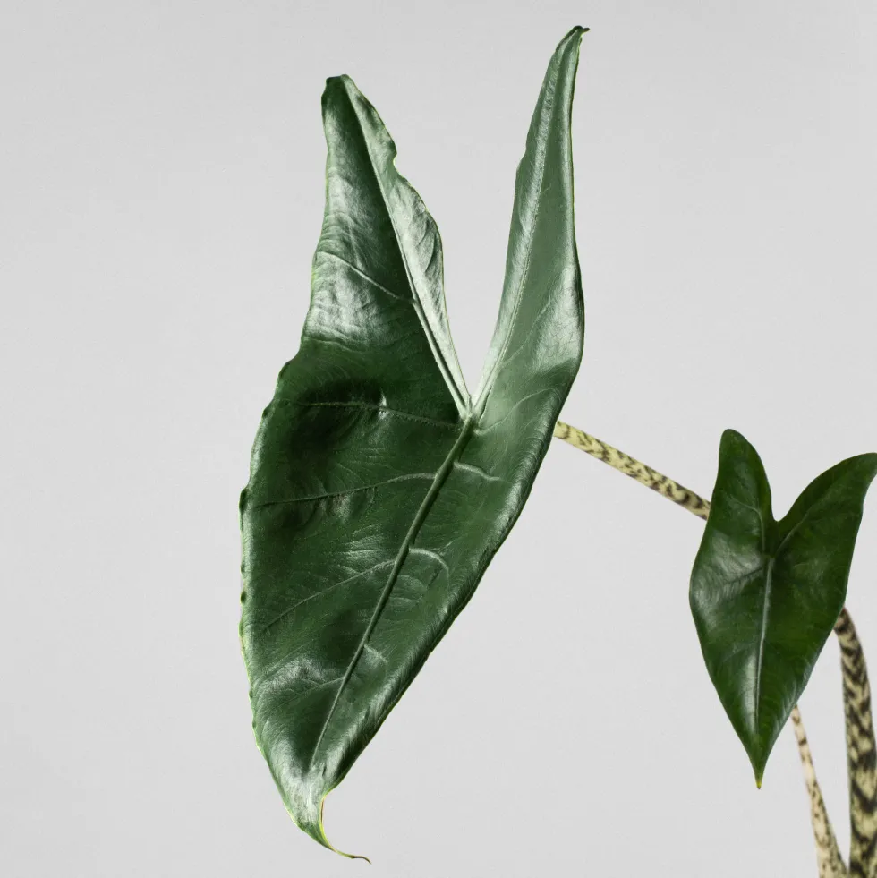 Alocasia zebrina