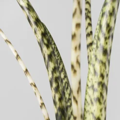 Alocasia zebrina