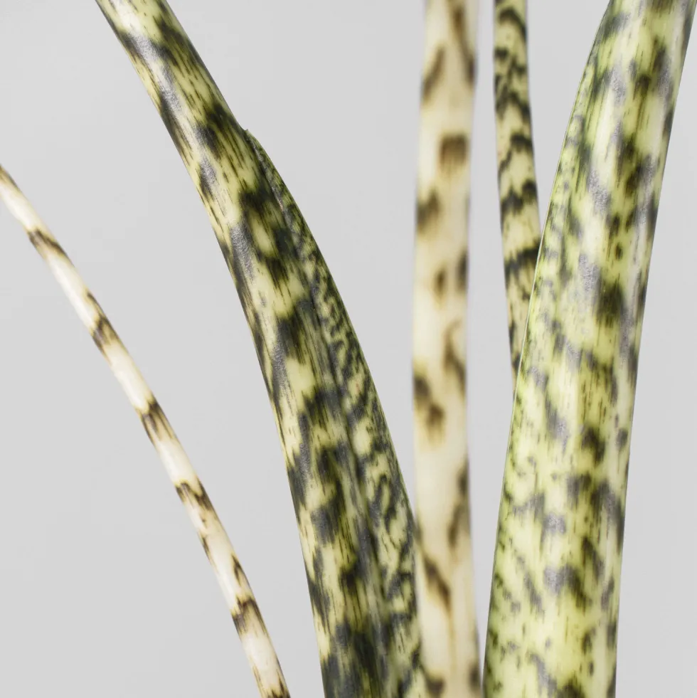 Alocasia zebrina