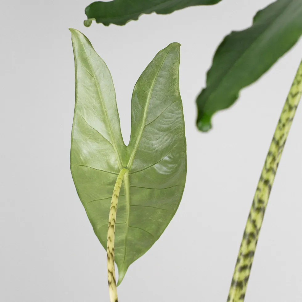 Alocasia zebrina