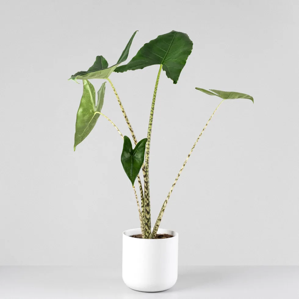 Alocasia zebrina