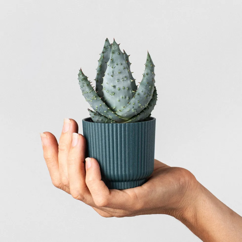 Aloe vera