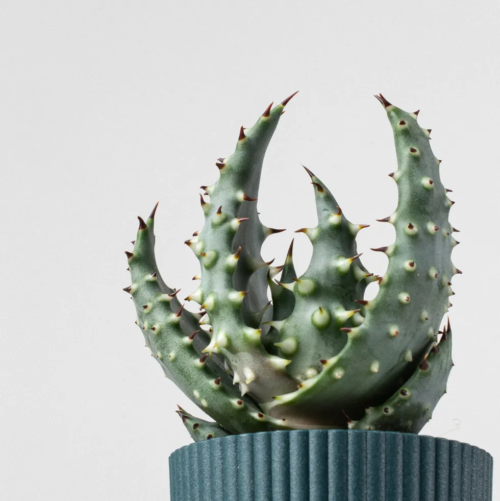 Aloe vera