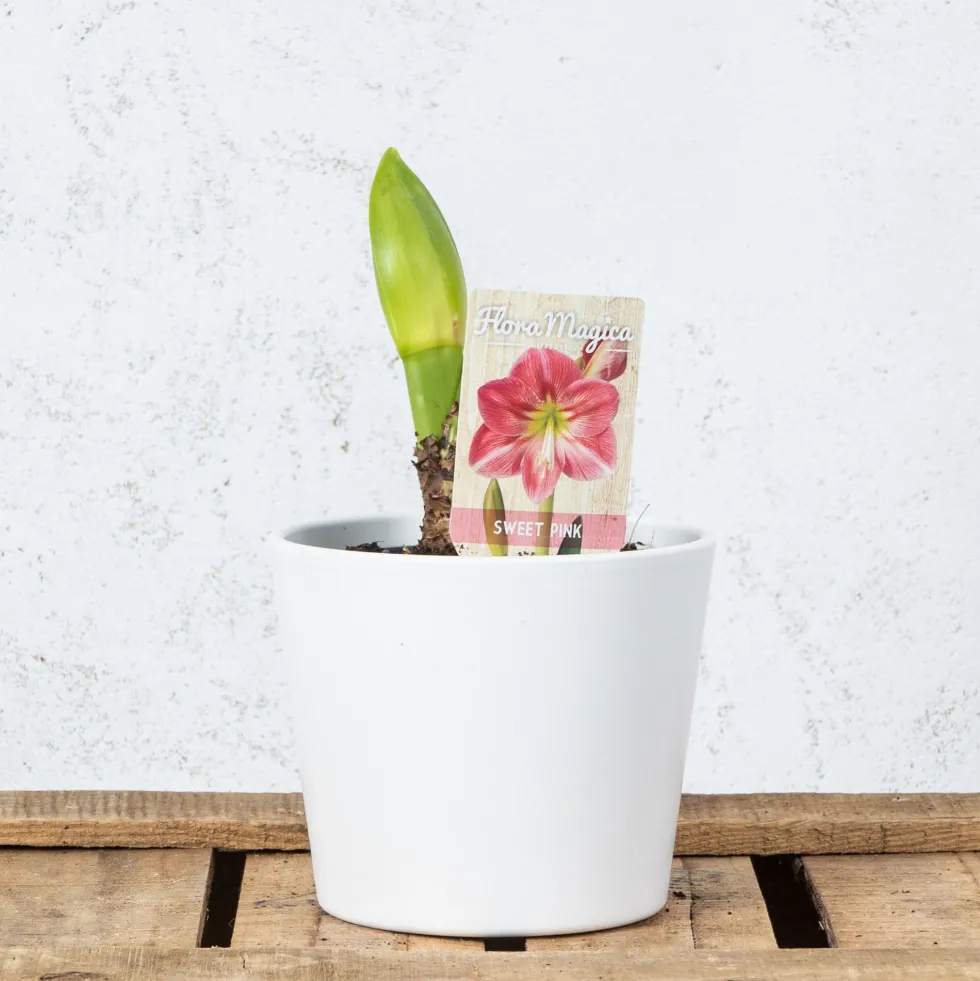 Amarilis (hippeastrum)
