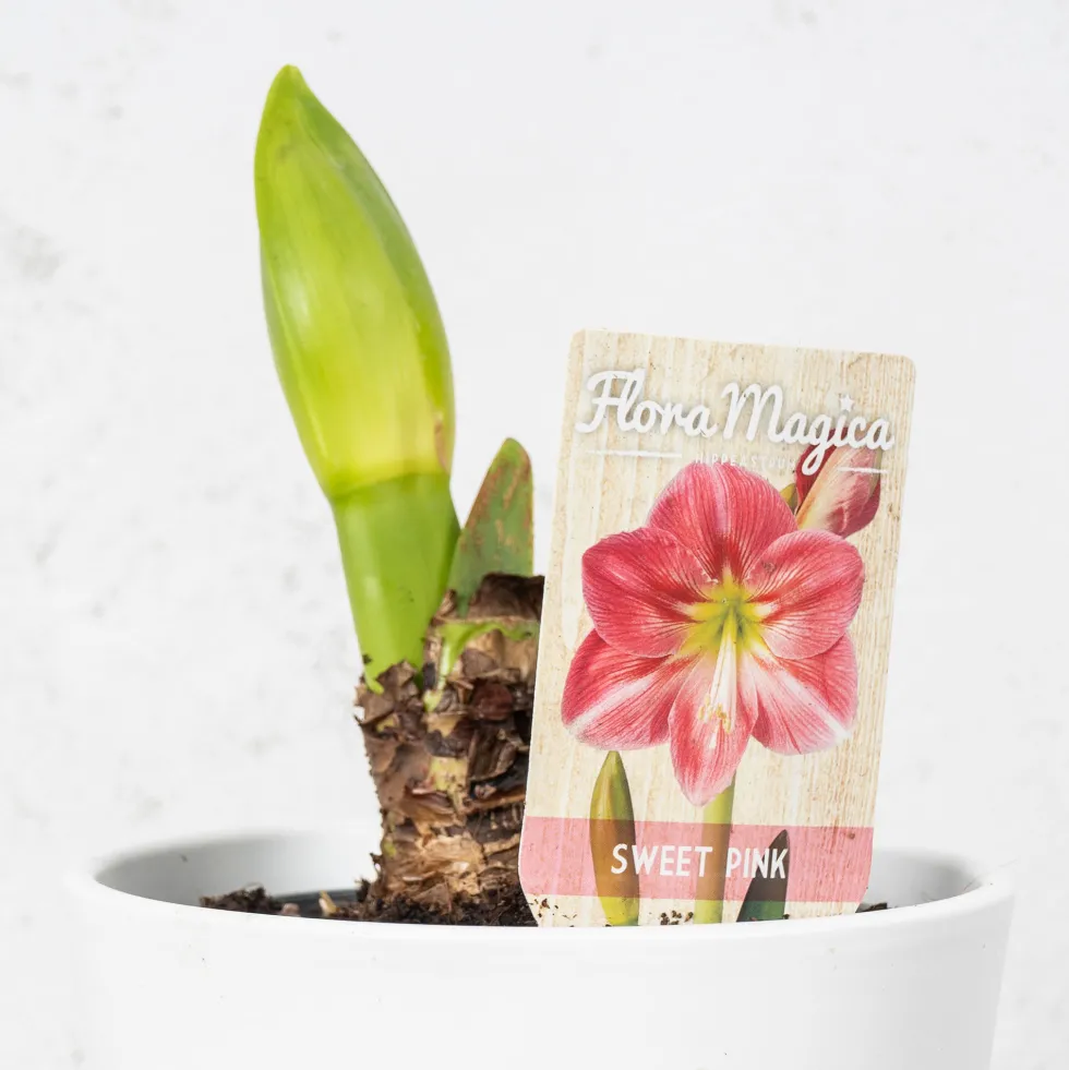 Amarilis (hippeastrum)