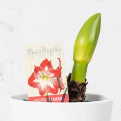 Amarilis (hippeastrum)