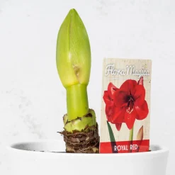 Amarilis (hippeastrum)