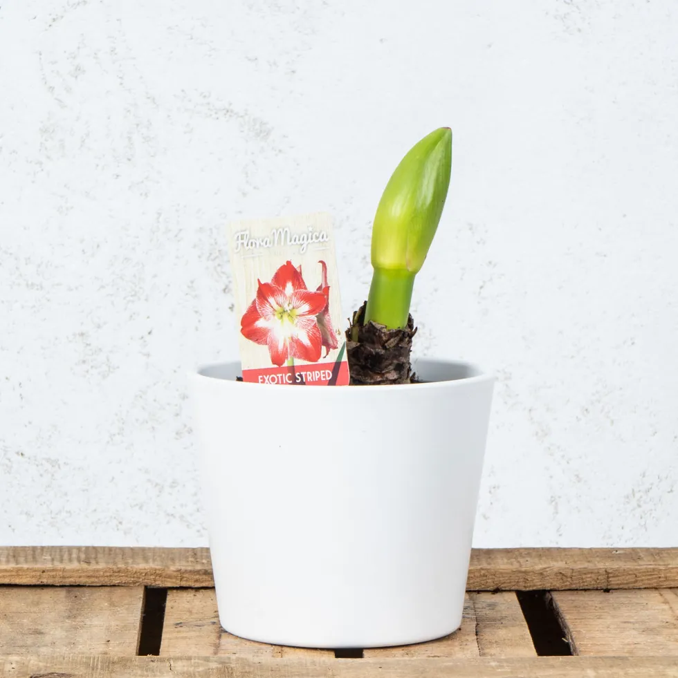 Amarilis (hippeastrum)