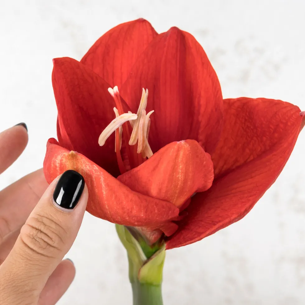 Amarilis (hippeastrum)