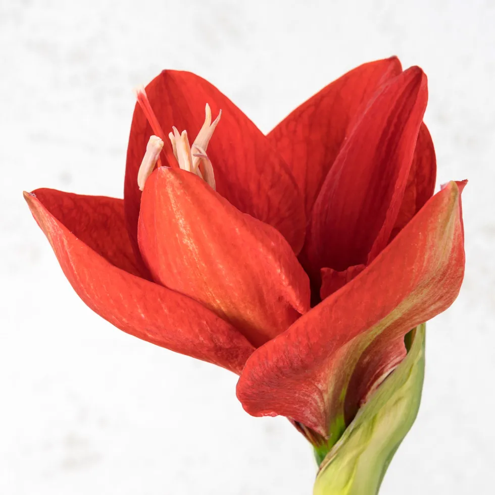 Amarilis (hippeastrum)