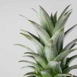 Ananas comosus 'Corona' (Planta de la Piña)