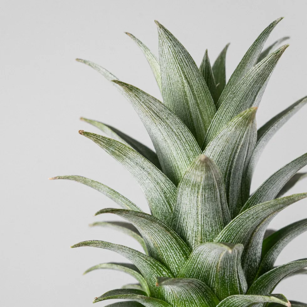Ananas comosus 'Corona' (Planta de la Piña)