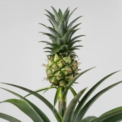 Ananas comosus 'Corona' (Planta de la Piña)